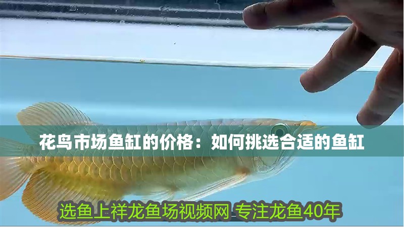 花鳥市場魚缸的價格：如何挑選合適的魚缸