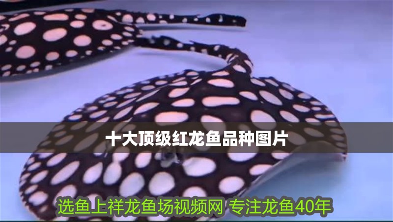 十大頂級(jí)紅龍魚品種圖片