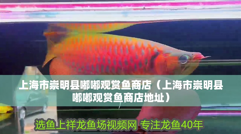 上海市崇明縣嘟嘟觀賞魚商店（上海市崇明縣嘟嘟觀賞魚商店地址）