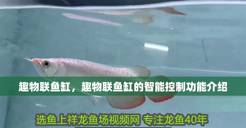 趣物聯(lián)魚缸，趣物聯(lián)魚缸的智能控制功能介紹