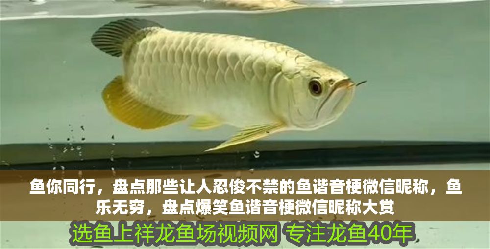 魚你同行，盤點那些讓人忍俊不禁的魚諧音梗微信昵稱，魚樂無窮，盤點爆笑魚諧音梗微信昵稱大賞 魚你同行，盤點那些讓人忍俊不禁的魚諧音梗微信昵稱，魚樂無窮，盤點爆笑魚諧音梗微信昵稱大賞 龍魚百科 第1張