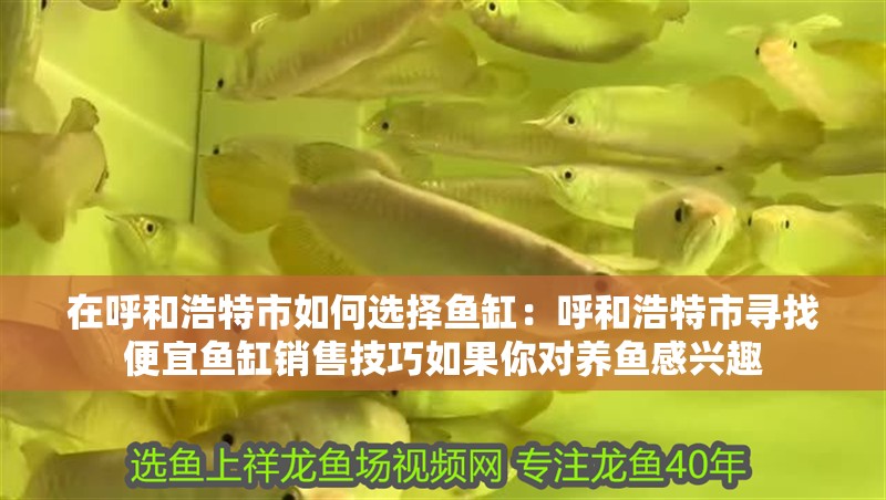 在呼和浩特市如何選擇魚缸：呼和浩特市尋找便宜魚缸銷售技巧如果你對養魚感興趣