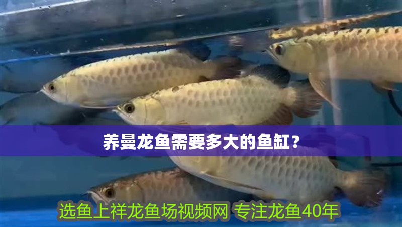 養(yǎng)曼龍魚需要多大的魚缸？