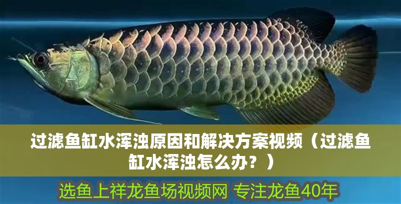 過濾魚缸水渾濁原因和解決方案視頻（過濾魚缸水渾濁怎么辦？）