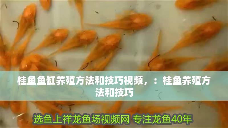 桂魚魚缸養殖方法和技巧視頻，：桂魚養殖方法和技巧
