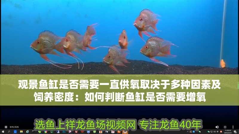 觀景魚缸是否需要一直供氧取決于多種因素及飼養密度：如何判斷魚缸是否需要增氧