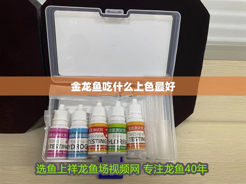 金龍魚吃什么上色最好