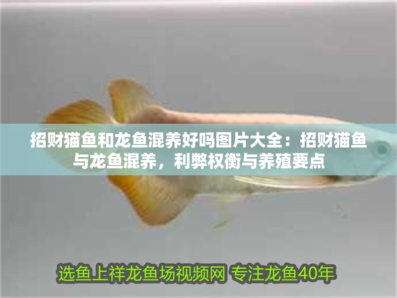 招財貓魚和龍魚混養好嗎圖片大全：招財貓魚與龍魚混養，利弊權衡與養殖要點
