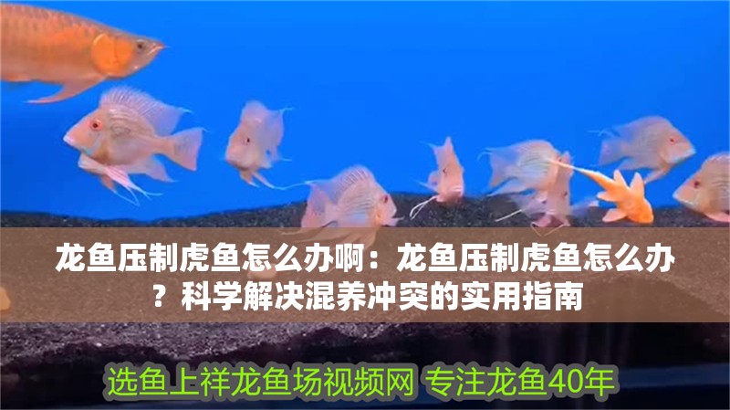 龍魚壓制虎魚怎么辦啊：龍魚壓制虎魚怎么辦？科學解決混養沖突的實用指南