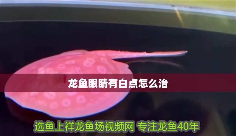 龍魚眼睛有白點怎么治