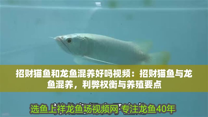 招財(cái)貓魚和龍魚混養(yǎng)好嗎視頻：招財(cái)貓魚與龍魚混養(yǎng)，利弊權(quán)衡與養(yǎng)殖要點(diǎn)