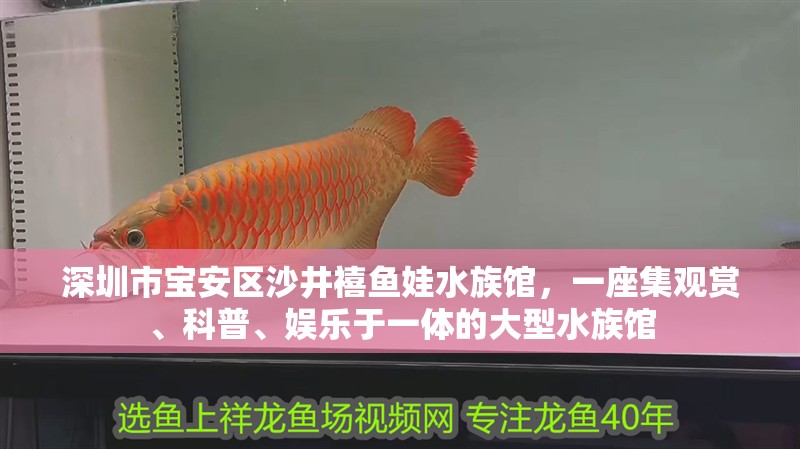 深圳市寶安區沙井禧魚娃水族館，一座集觀賞、科普、娛樂于一體的大型水族館