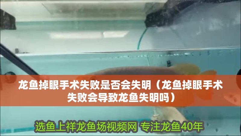 龍魚掉眼手術失敗是否會失明（龍魚掉眼手術失敗會導致龍魚失明嗎）