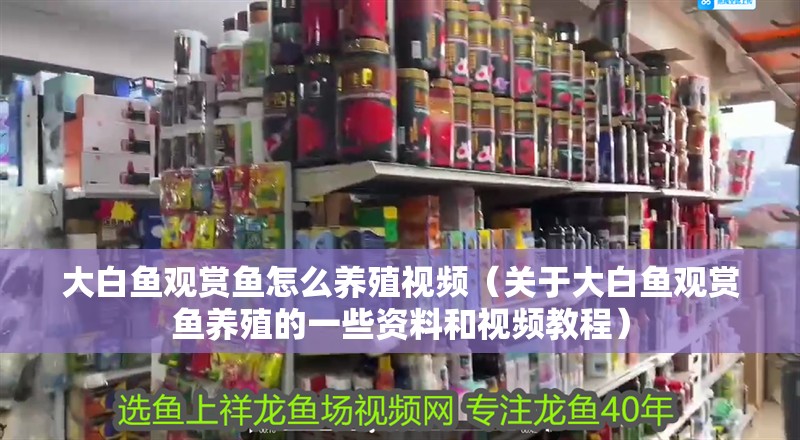 大白魚觀賞魚怎么養殖視頻（關于大白魚觀賞魚養殖的一些資料和視頻教程）