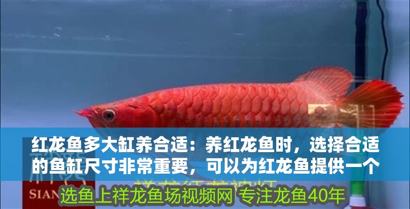 紅龍魚多大缸養合適：養紅龍魚時，選擇合適的魚缸尺寸非常重要，可以為紅龍魚提供一個適宜的生活環境