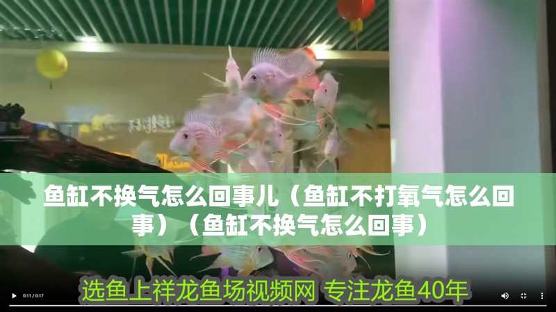 魚缸不換氣怎么回事兒（魚缸不打氧氣怎么回事）（魚缸不換氣怎么回事）