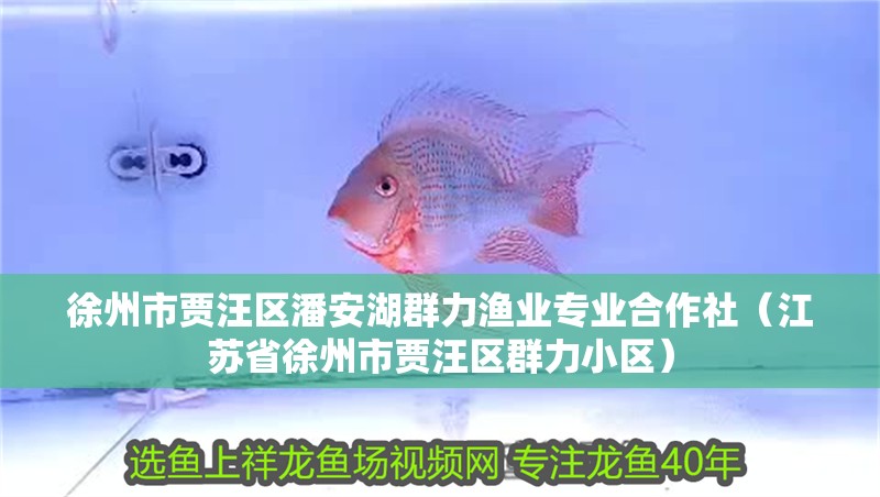 徐州市賈汪區潘安湖群力漁業專業合作社（江蘇省徐州市賈汪區群力小區）