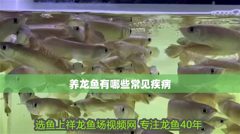 養(yǎng)龍魚有哪些常見疾病