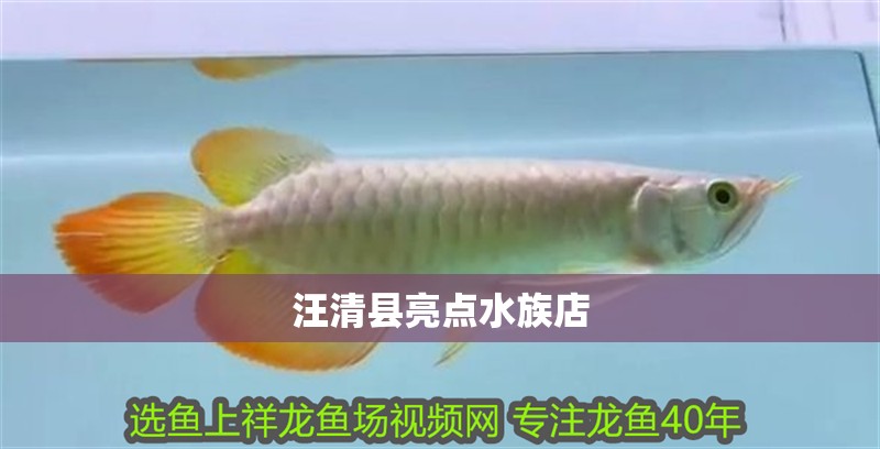 汪清縣亮點水族店