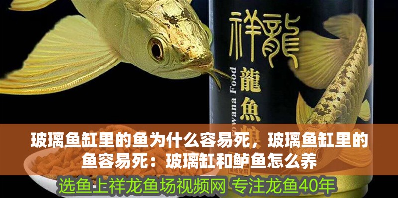 玻璃魚缸里的魚為什么容易死，玻璃魚缸里的魚容易死：玻璃缸和鱸魚怎么養
