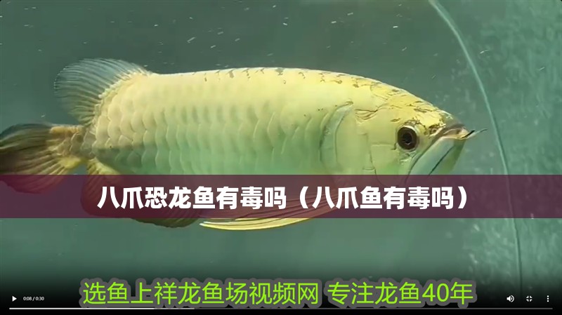 八爪恐龍魚有毒嗎（八爪魚有毒嗎）