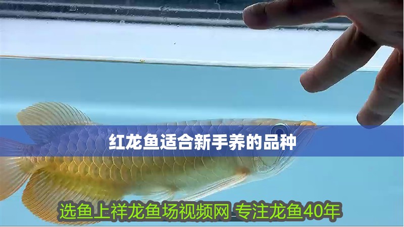 紅龍魚適合新手養的品種