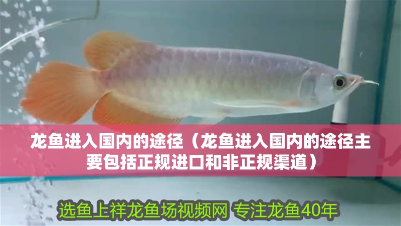 龍魚(yú)進(jìn)入國(guó)內(nèi)的途徑（龍魚(yú)進(jìn)入國(guó)內(nèi)的途徑主要包括正規(guī)進(jìn)口和非正規(guī)渠道）
