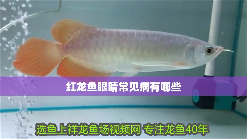 紅龍魚眼睛常見病有哪些