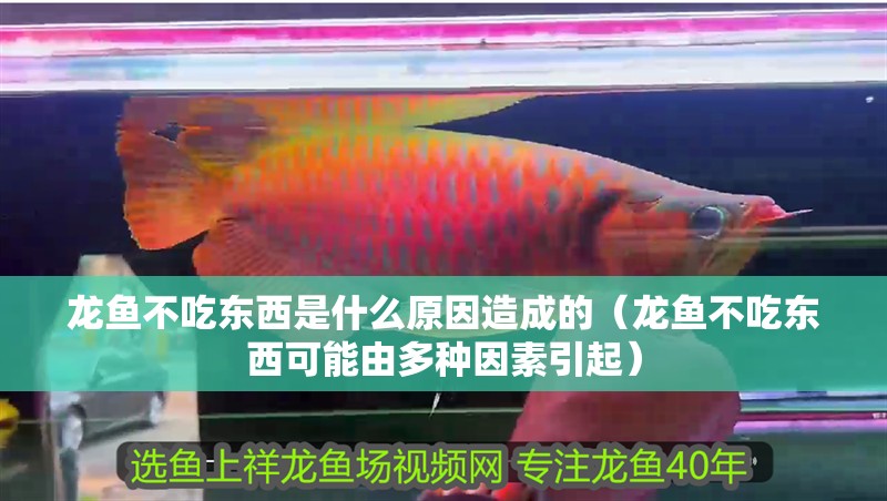 龍魚不吃東西是什么原因造成的（龍魚不吃東西可能由多種因素引起）
