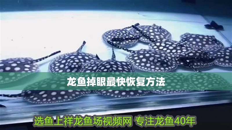 龍魚掉眼最快恢復方法