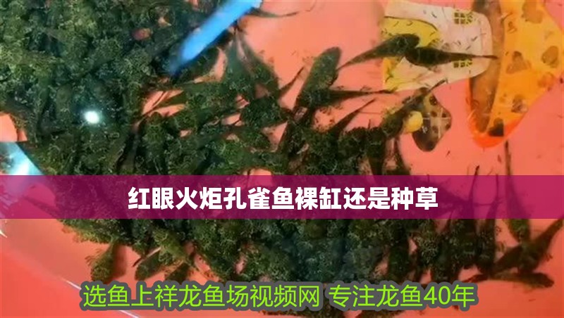 紅眼火炬孔雀魚(yú)裸缸還是種草
