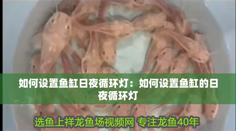 龍魚怕什么 如何設置魚缸日夜循環燈:如何設置魚缸的日夜循環燈 魚缸百科 如何設置魚缸日夜循環燈:如何設置魚缸的日夜循環燈 如何設置魚缸日夜循環燈:如何設置魚缸的日夜循環燈 魚缸百科