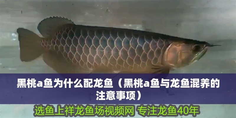 黑桃a魚(yú)為什么配龍魚(yú)（黑桃a魚(yú)與龍魚(yú)混養(yǎng)的注意事項(xiàng)）