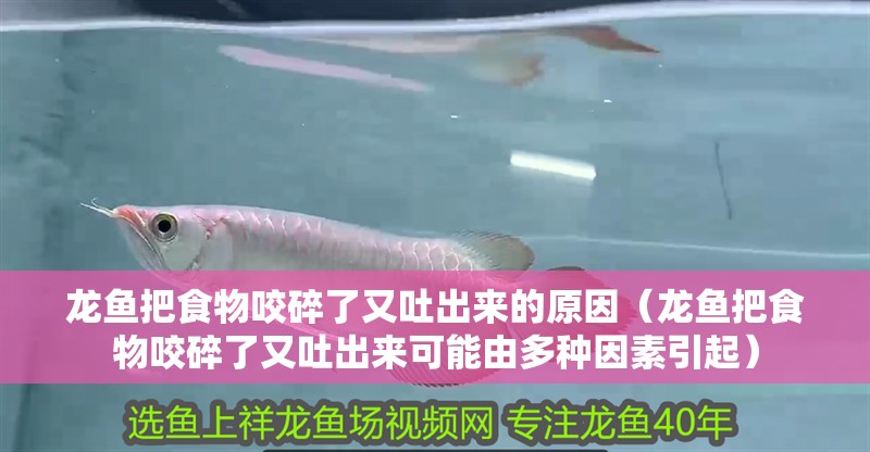 龍魚把食物咬碎了又吐出來的原因（龍魚把食物咬碎了又吐出來可能由多種因素引起）
