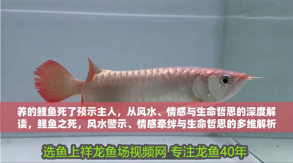 養的鯉魚死了預示主人，從風水、情感與生命哲思的深度解讀，鯉魚之死，風水警示、情感牽絆與生命哲思的多維解析
