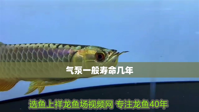 氣泵一般壽命幾年 氣泵一般壽命幾年 龍魚論壇