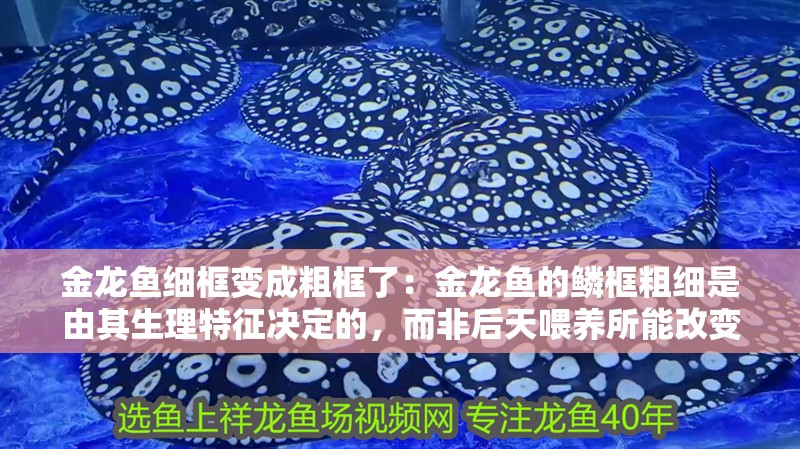金龍魚細(xì)框變成粗框了：金龍魚的鱗框粗細(xì)是由其生理特征決定的，而非后天喂養(yǎng)所能改變