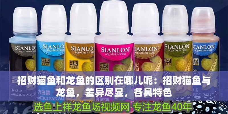 招財貓魚和龍魚的區(qū)別在哪兒呢：招財貓魚與龍魚，差異盡顯，各具特色