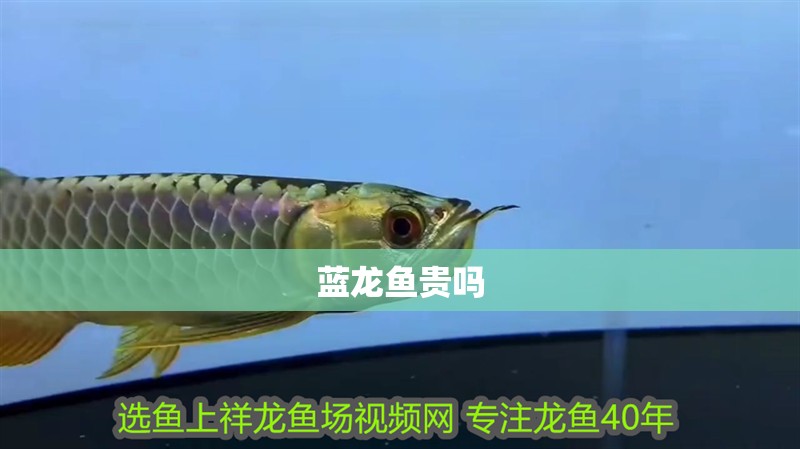 藍龍魚貴嗎