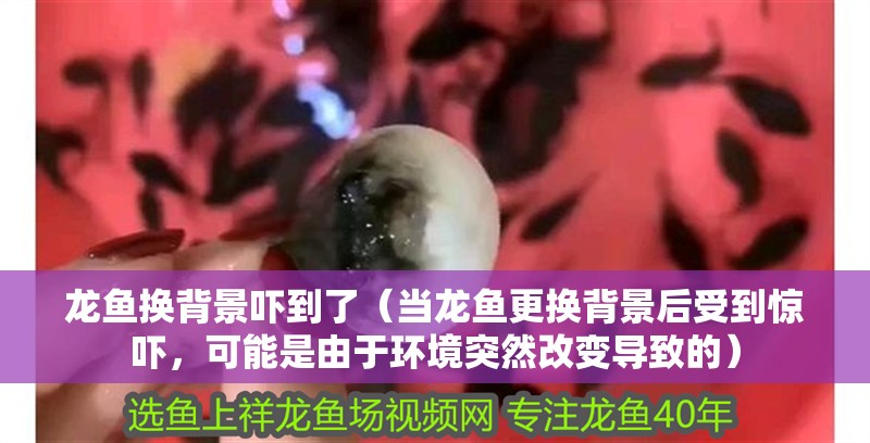 龍魚換背景嚇到了（當龍魚更換背景后受到驚嚇，可能是由于環(huán)境突然改變導致的）
