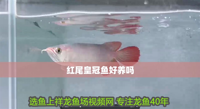 給大魚缸換水的作文:體驗給大魚缸換水的樂趣:體驗給大魚缸換水:給大魚缸換水的作文 紅尾皇冠魚好養嗎 龍魚論壇 紅尾皇冠魚好養嗎 紅尾皇冠魚好養嗎 龍魚論壇