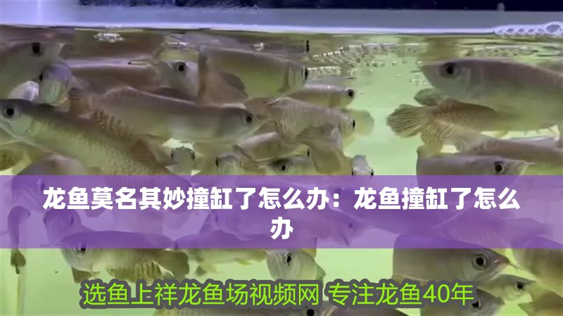 龍魚(yú)莫名其妙撞缸了怎么辦：龍魚(yú)撞缸了怎么辦