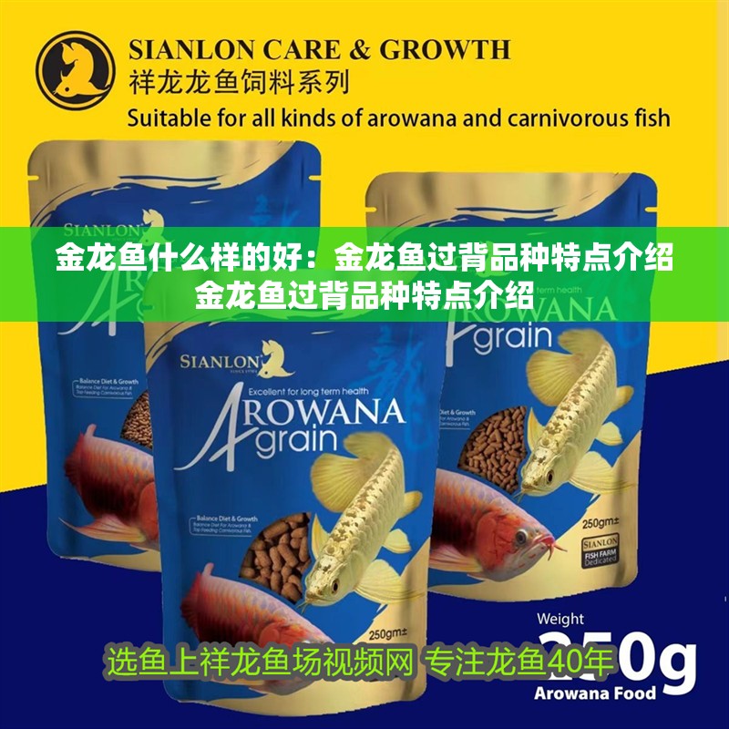 金龍魚什么樣的好：金龍魚過背品種特點介紹金龍魚過背品種特點介紹