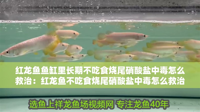 紅龍魚魚缸里長期不吃食燒尾硝酸鹽中毒怎么救治：紅龍魚不吃食燒尾硝酸鹽中毒怎么救治