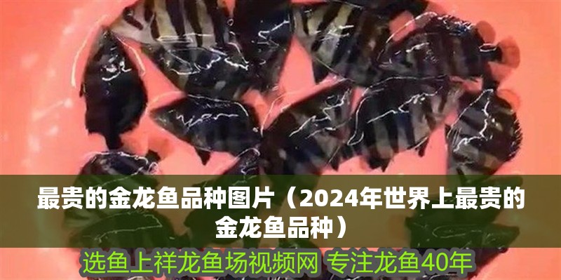 最貴的金龍魚品種圖片（2024年世界上最貴的金龍魚品種）
