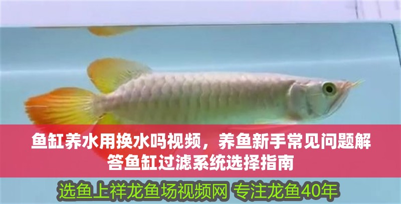 魚缸養水用換水嗎視頻，養魚新手常見問題解答魚缸過濾系統選擇指南