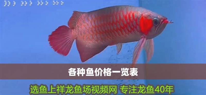 各種魚價格一覽表
