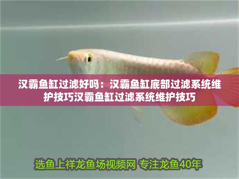 漢霸魚缸過濾好嗎：漢霸魚缸底部過濾系統(tǒng)維護技巧漢霸魚缸過濾系統(tǒng)維護技巧