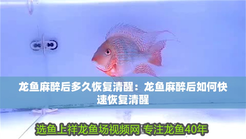 龍魚麻醉后多久恢復(fù)清醒：龍魚麻醉后如何快速恢復(fù)清醒