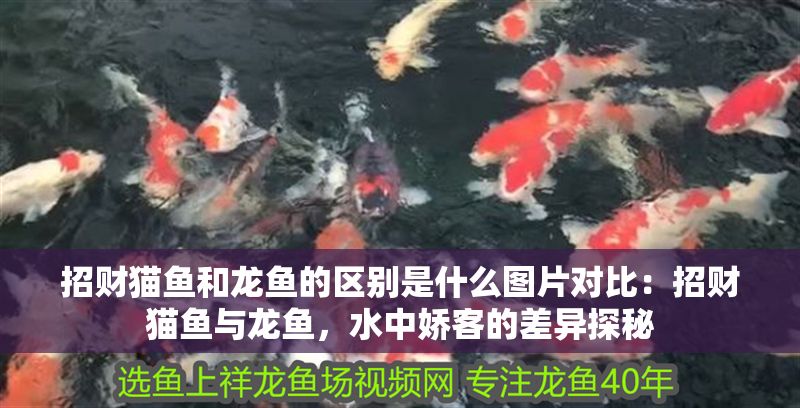 招財貓魚和龍魚的區(qū)別是什么圖片對比：招財貓魚與龍魚，水中嬌客的差異探秘